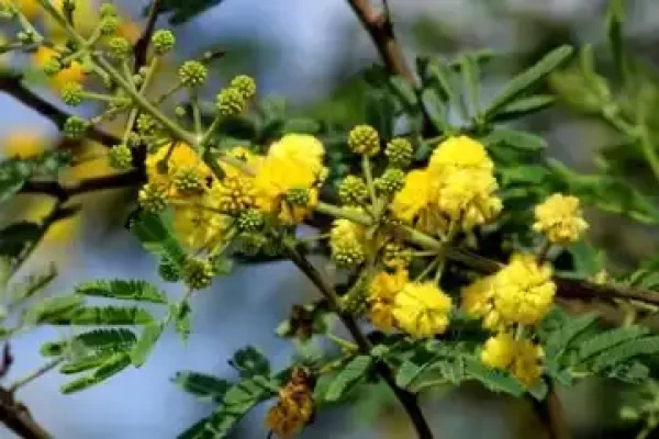 Acacia nilotica