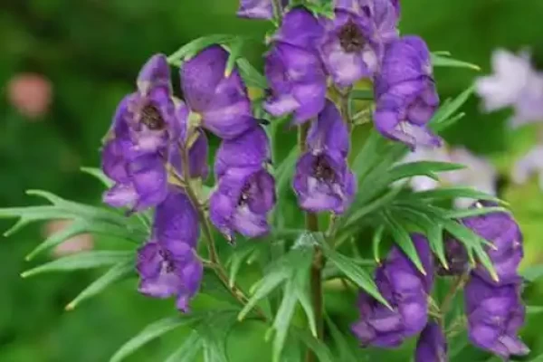 Aconitum heterophyllum