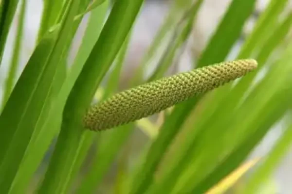 Acorus calamus