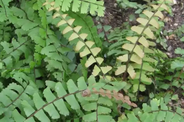 Adiantum caudatus