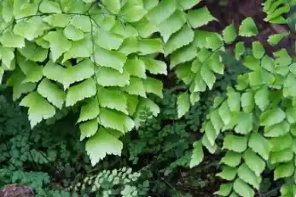 Adiantum philippense