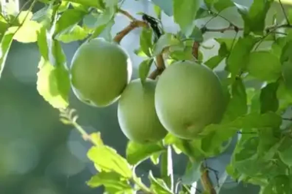 Aegle marmelos