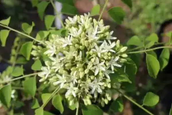 Ailanthus excelsa