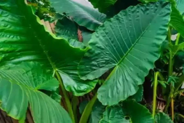 Alocasia indica