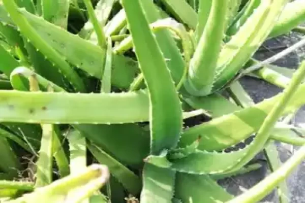 Aloe indica