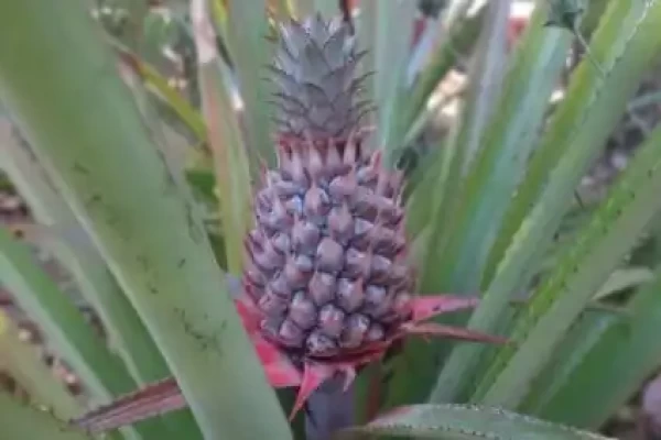 Ananas comosus