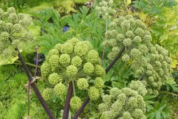 Angelica glauca