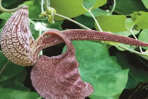 Aristolochia bractiata