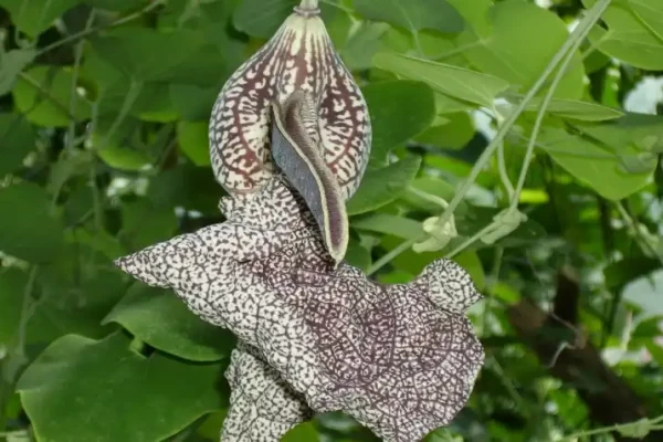 Aristolochia tagala