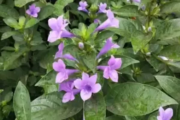 Barleria cristata