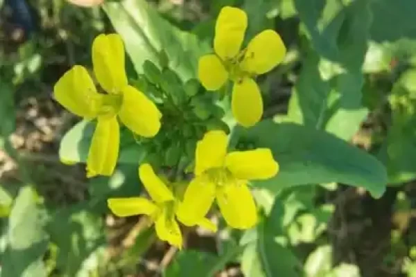 Brassica campestris