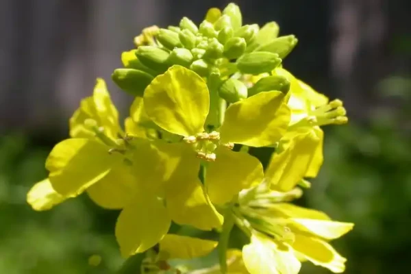 Brassica nigra