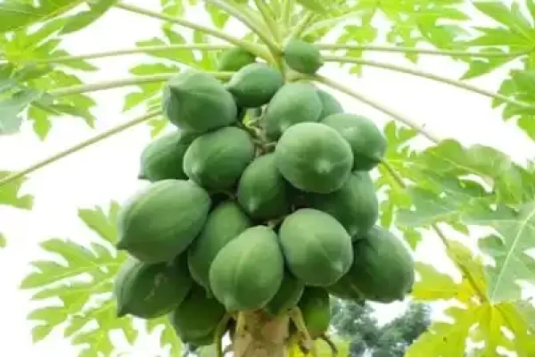 Carica papaya