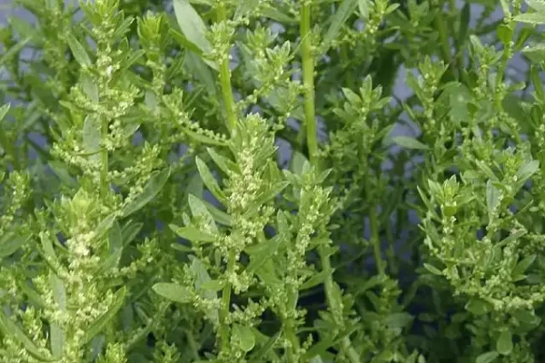 Chenopodium ambrosioides