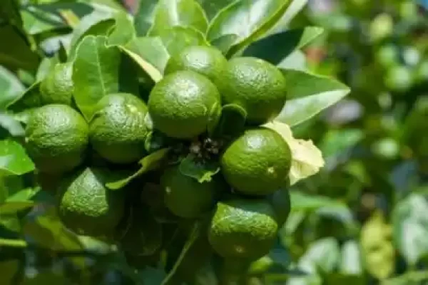 Citrus aurantifolia