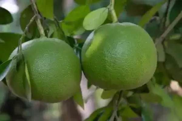 Citrus grandis