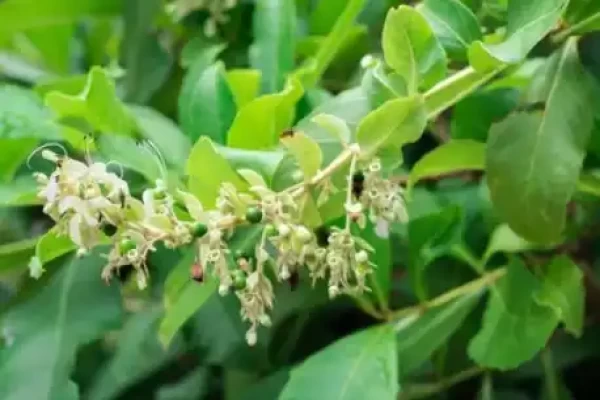 Clerodendrum serratum