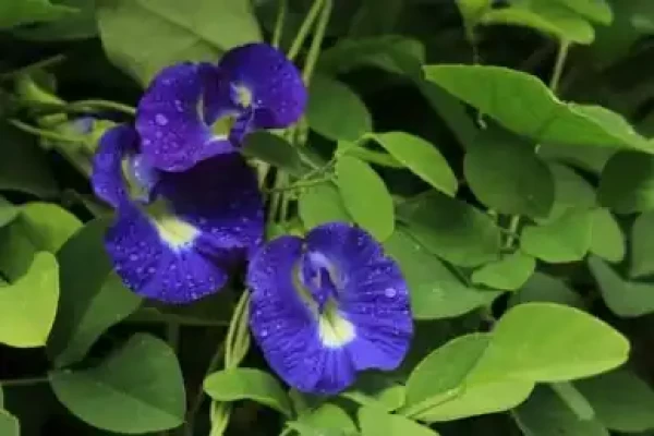 Clitoria ternatea