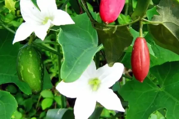 Coccinia cordifolia