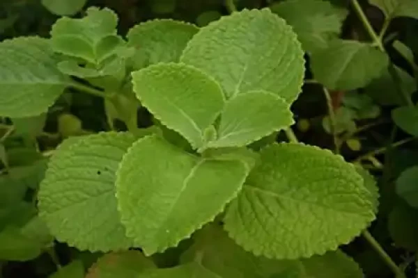 Coleus vettiveroides