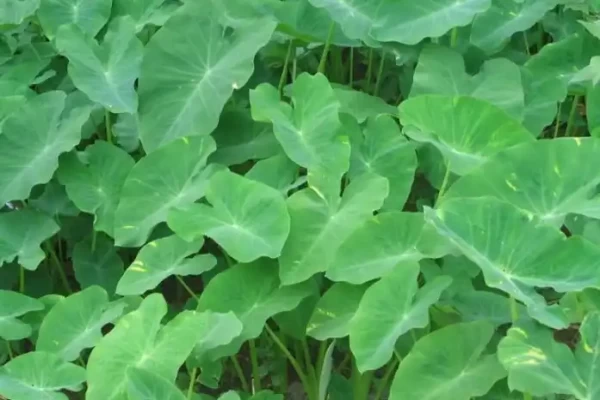 Colocasia esulenta