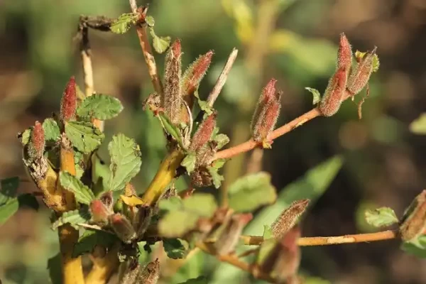 Corchorus fascularis