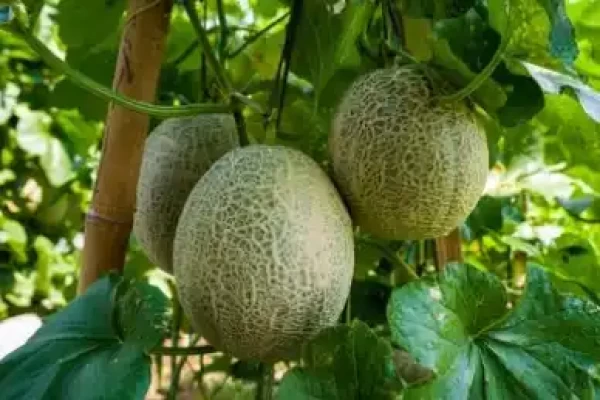 Cucumis melo