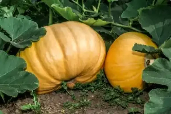 Cucurbita pepo