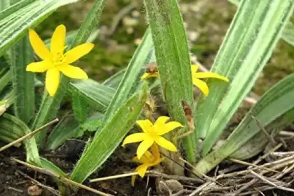 Curculigo orchioides