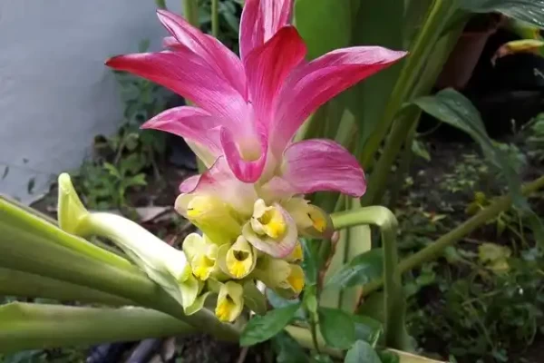 Curcuma amada