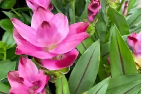 Curcuma aromatica