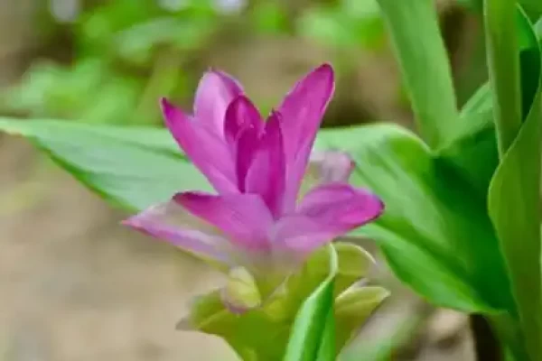 Curcuma longa