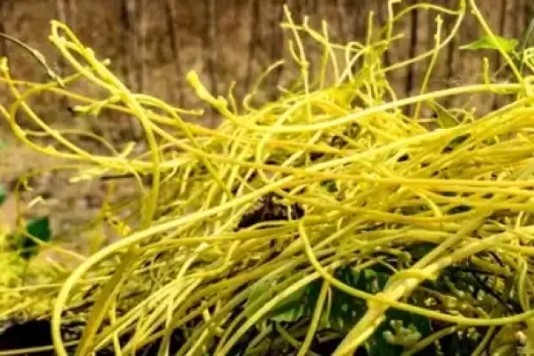 Cuscuta reflexa