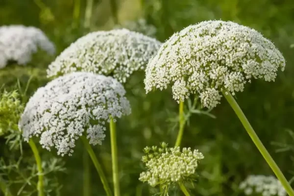 Daucus carota