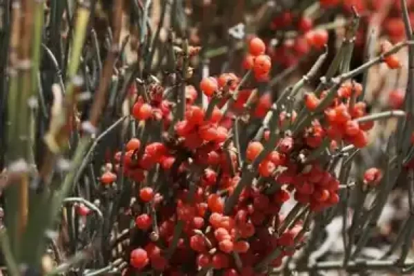 Ephedra gerardiana