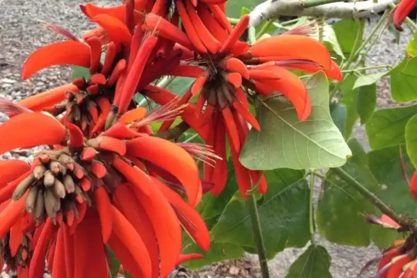 Erythrina indica