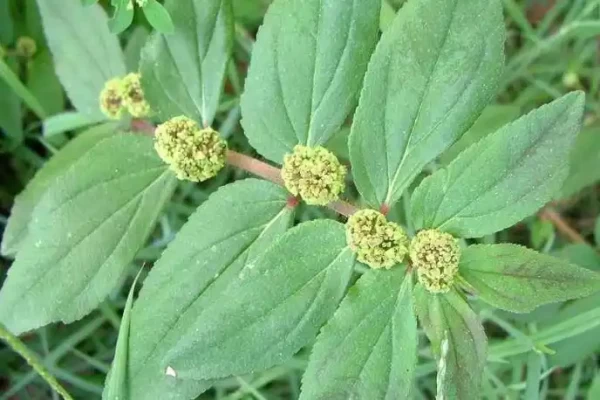 Euphorbia hirta