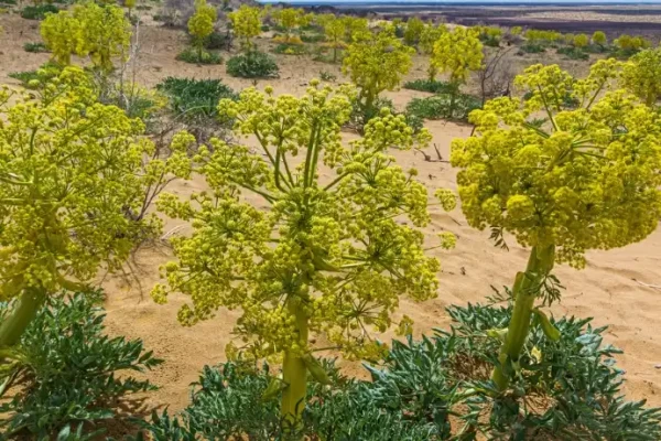 Ferula assafoetida