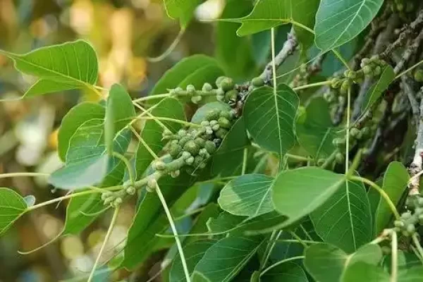 Ficus religiosa