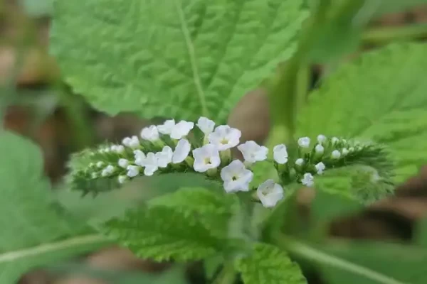 Heliotropium indicum