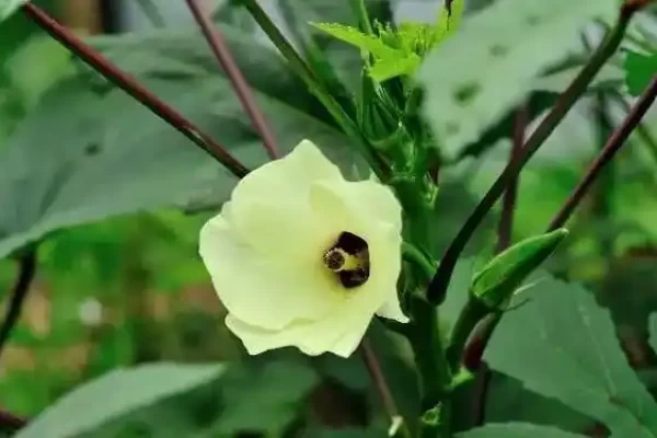 Hibiscus esculentus