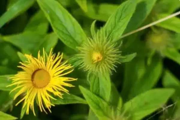 Inula racemosa