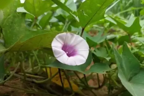 Ipomoea batatas