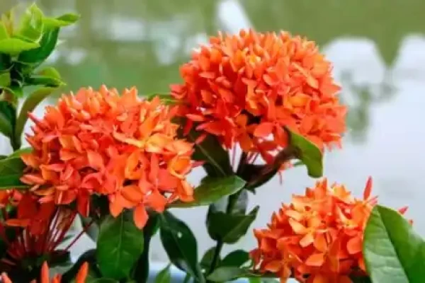 Ixora coccinea