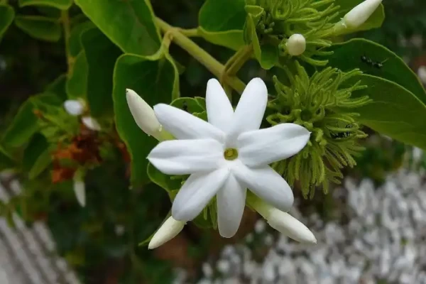 Jasminum arborescens