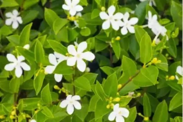 Jasminum auriculatum