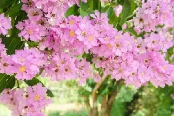 Lagerstroemia speciosa