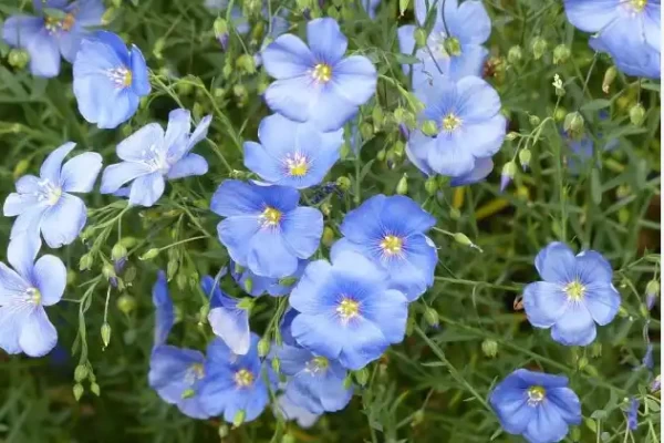 Linum usitatissimum