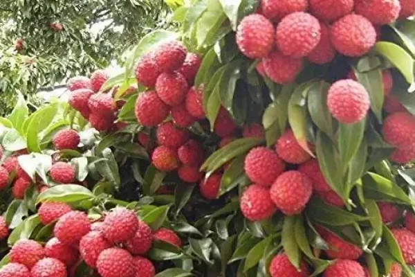 Litchi chinensis