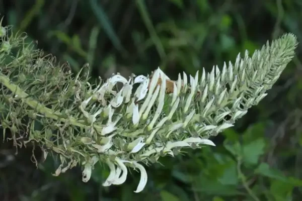 Lobelia nicotianaefolia